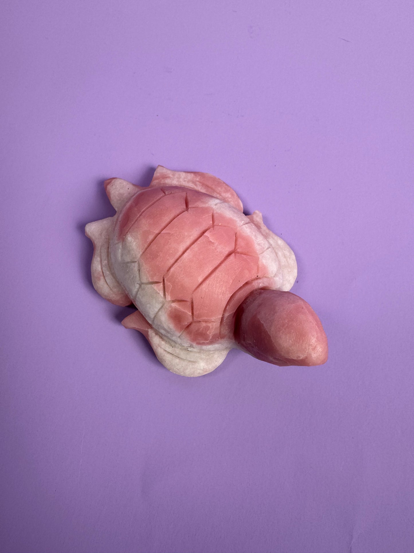 Pink Opal Tortoise 17