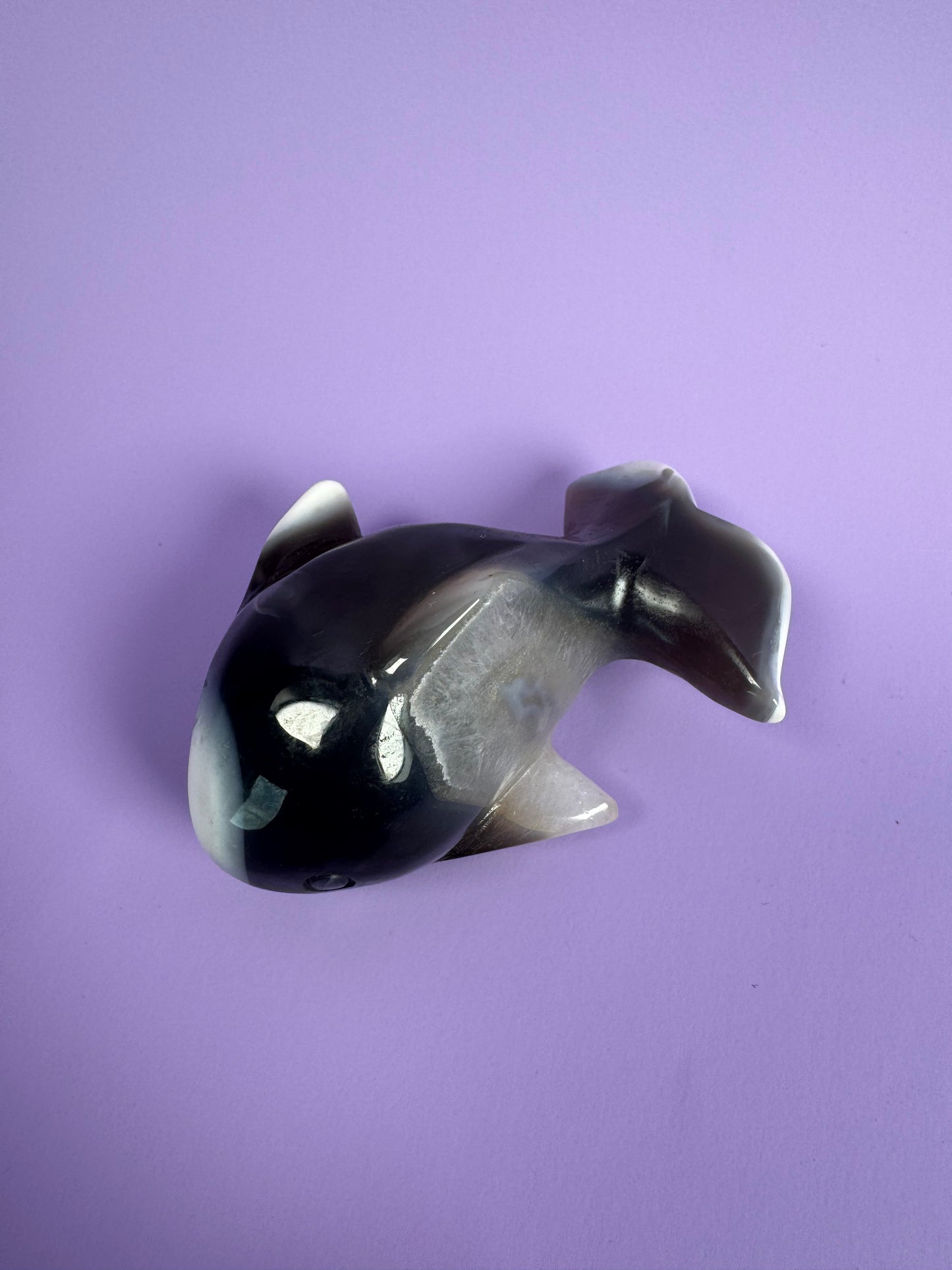 Orca Agate Whale 21