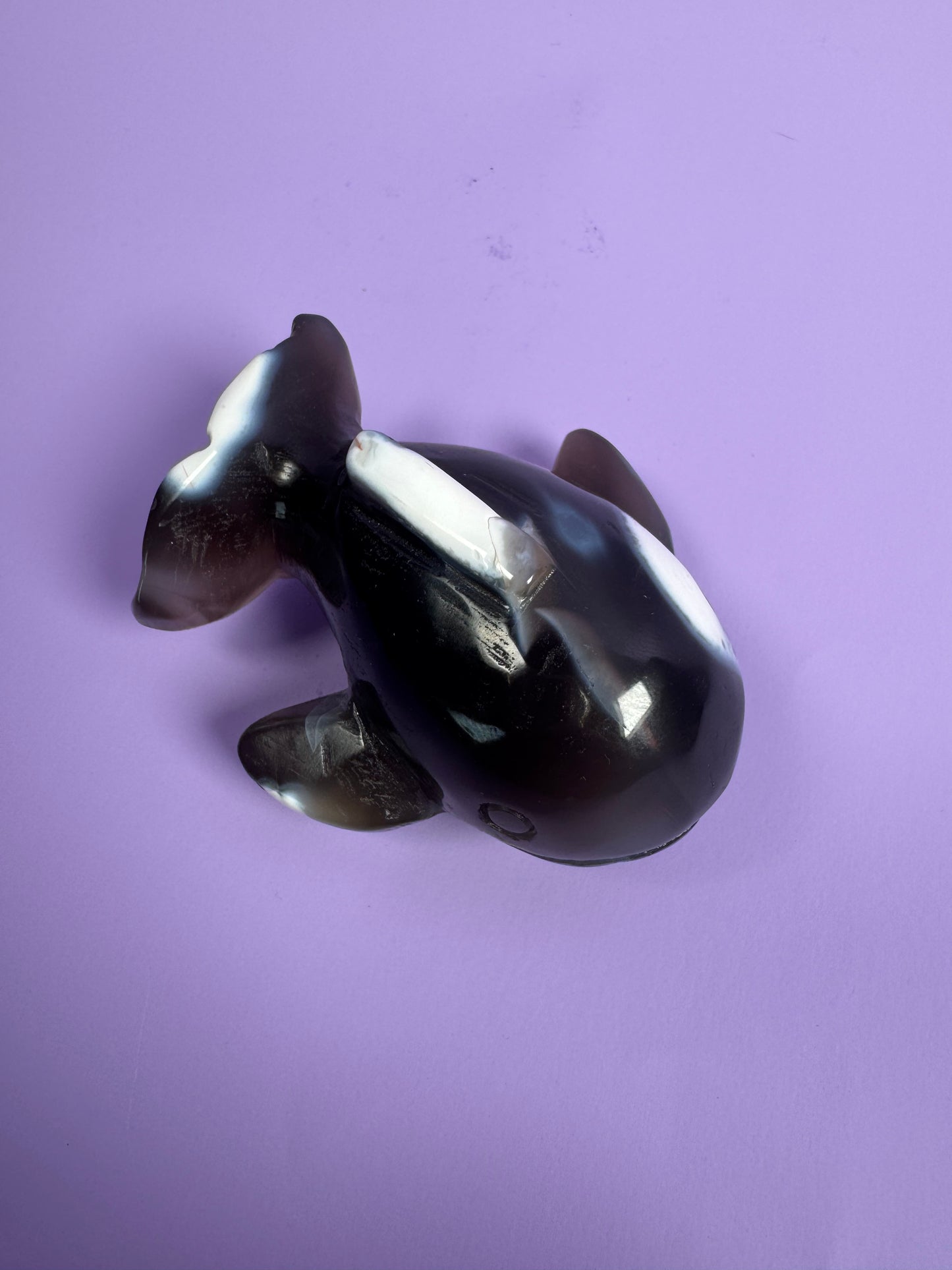 Orka Agaat walvis 19
